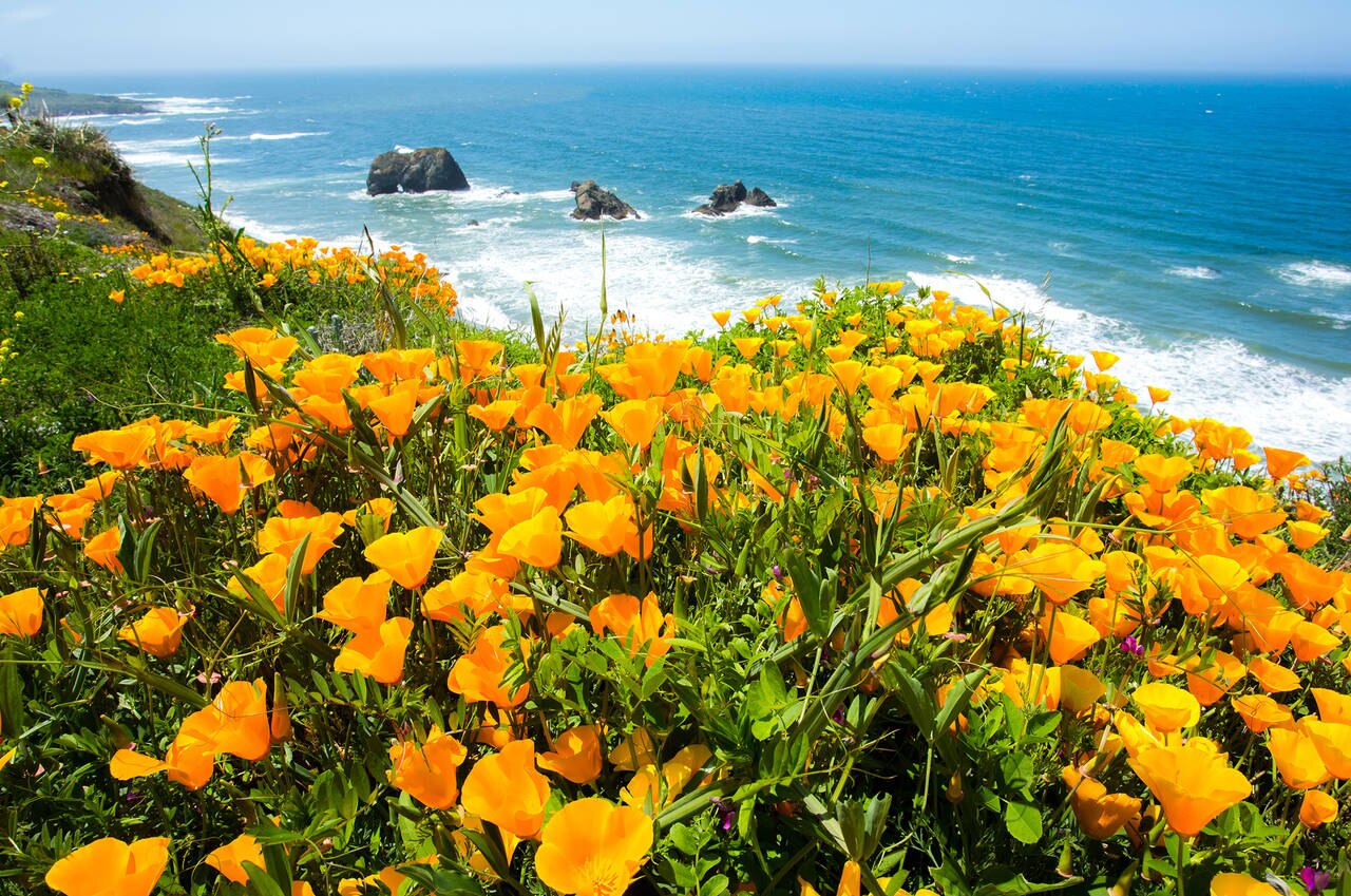 Orange poppies along the beautiful, rocky California coast.